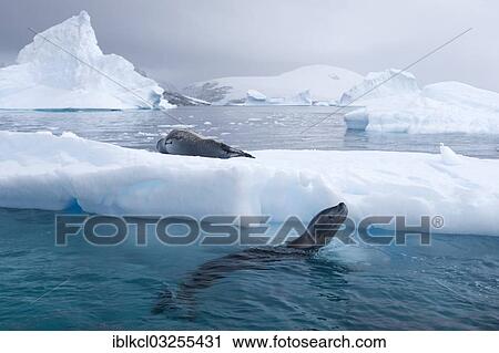 "Leopard Seals (Hydrurga leptonyx), on an iceberg and swimming, asleep and curious, Plenau Bay, Antarctic Peninsula, Antarctica" View Large Photo Image Stock Image - "Leopard Seals (Hydrurga leptonyx), on an iceberg and swimming, asleep and curious, Plenau Bay, Antarctic Peninsula, Antarctica". Fotosearch
