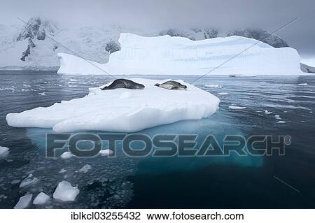 Stock Image - "Leopard Seals (Hydrurga leptonyx) lying on an iceberg, Plenau Bay, Antarctic Peninsula, Antarctica". Fotosearch