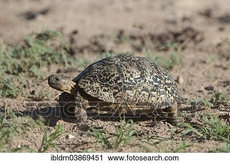 "Leopard Tortoise (Geochelone pardalis), Kgalagadi Transfrontier Park, Northern Cape, South Africa, Africa" View Large Photo Image Stock Image - "Leopard Tortoise (Geochelone pardalis), Kgalagadi Transfrontier Park, Northern Cape, South Africa, Africa". Fotosearch