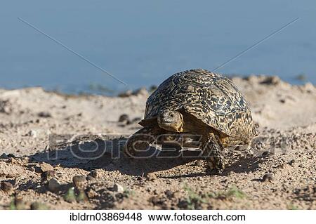 "Leopard Tortoise (Geochelone pardalis), Kgalagadi Transfrontier Park, Northern Cape, South Africa, Africa" View Large Photo Image Stock Photo - "Leopard Tortoise (Geochelone pardalis), Kgalagadi Transfrontier Park, Northern Cape, South Africa, Africa". Fotosearch