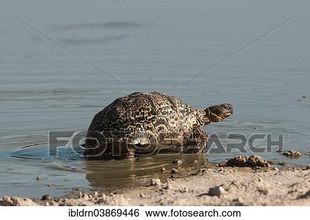 "Leopard Tortoise (Geochelone pardalis), Kgalagadi Transfrontier Park, Northern Cape, South Africa, Africa" View Large Photo Image Stock Photograph - "Leopard Tortoise (Geochelone pardalis), Kgalagadi Transfrontier Park, Northern Cape, South Africa, Africa". Fotosearch