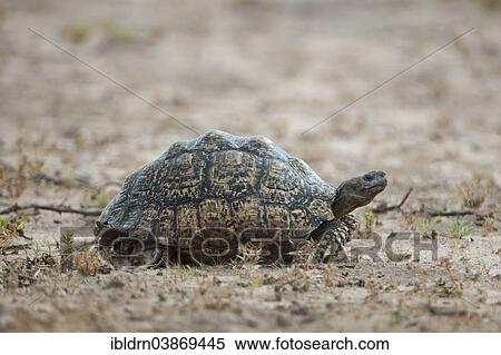 "Leopard Tortoise (Geochelone pardalis), Kgalagadi Transfrontier Park, Northern Cape, South Africa, Africa" View Large Photo Image Stock Photography - "Leopard Tortoise (Geochelone pardalis), Kgalagadi Transfrontier Park, Northern Cape, South Africa, Africa". Fotosearch