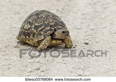 "Leopard Tortoise (Stigmochelys pardalis), Etosha-Nationalpark, Namutoni, Namibia, Africa" View Large Photo Image Picture - "Leopard Tortoise (Stigmochelys pardalis), Etosha-Nationalpark, Namutoni, Namibia, Africa". Fotosearch