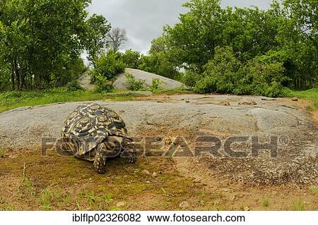 Stock Image - "Leopard Tortoise (Stigmochelys pardalis), adult, standing on rock in bush habitat, Ruaha National Park, Tanzania, Africa". Fotosearch