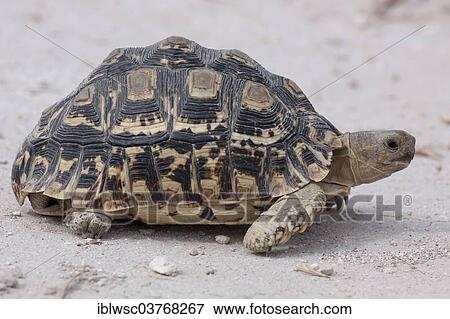 "Leopard Tortoise (Stigmochelys pardalis), Etosha-Nationalpark, Namutoni, Namibia, Africa" View Large Photo Image Stock Photo - "Leopard Tortoise (Stigmochelys pardalis), Etosha-Nationalpark, Namutoni, Namibia, Africa". Fotosearch