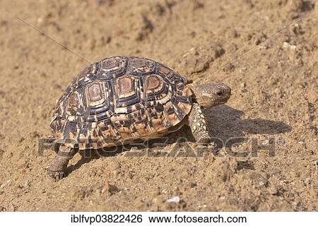 Stock Photograph - "Leopard Tortoise (Stigmochelys pardalis), South Luangwa National Park, Zambia, Africa". Fotosearch
