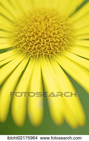 "Leopard's Bane (Doronicum orientale), flower detail" View Large Photo Image Picture - "Leopard's Bane (Doronicum orientale), flower detail". Fotosearch