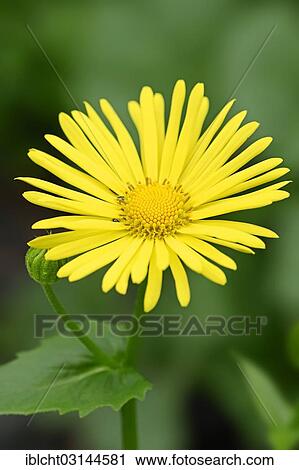 "Leopard's Bane (Doronicum orientale), North Rhine-Westphalia, Germany, Europe" View Large Photo Image Stock Image - "Leopard's Bane (Doronicum orientale), North Rhine-Westphalia, Germany, Europe". Fotosearch