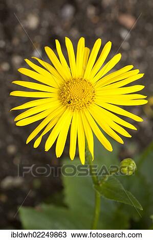 "Leopard's bane (Doronicum orientale), found in southeastern Europe, Asia Minor, Caucasus, western Russia and Lebanon, Botanical Garden, Bochum, Ruhr area, North Rhine-Westphalia, Germany, Europe" View Large Photo Image Stock Image - "Leopard's bane (Doronicum orientale), found in southeastern Europe, Asia Minor, Caucasus, western Russia and Lebanon, Botanical Garden, Bochum, Ruhr area, North Rhine-Westphalia, Germany, Europe". Fotosearch
