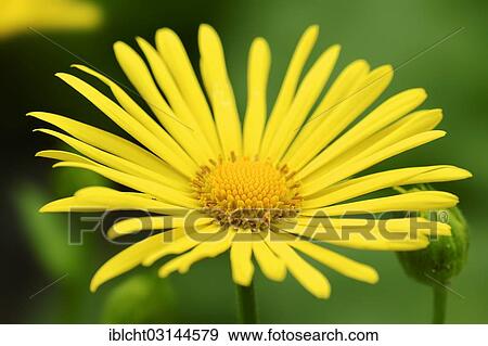 "Leopard's Bane (Doronicum orientale), North Rhine-Westphalia, Germany, Europe" View Large Photo Image Stock Photo - "Leopard's Bane (Doronicum orientale), North Rhine-Westphalia, Germany, Europe". Fotosearch