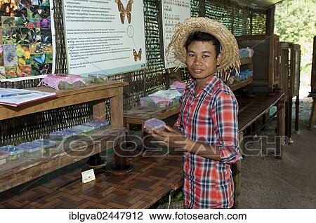 "Lepidopterist with plastic boxes for breeding caterpillars in Banteay Srey Butterfly Centre BBC, Siem Reap, Cambodia, Southeast Asia, Asia" View Large Photo Image Stock Image - "Lepidopterist with plastic boxes for breeding caterpillars in Banteay Srey Butterfly Centre BBC, Siem Reap, Cambodia, Southeast Asia, Asia". Fotosearch