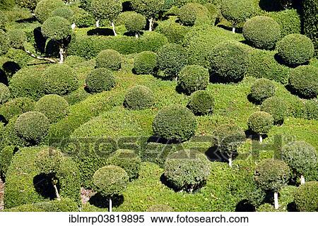 Stock Photography - "Les Jardins suspendus de Marqueyssac gardens, boxwood garden, Vezac, Departement Dordogne, Perigord Region, France, Europe". Fotosearch