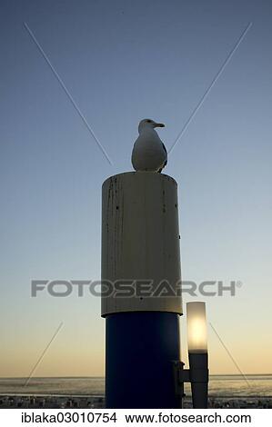 "Lesser Black-backed Gull (Larus fuscus) perched on bridge piers, Norddeich, Norden, East Frisia, Lower Saxony, Germany, Europe" View Large Photo Image Picture - "Lesser Black-backed Gull (Larus fuscus) perched on bridge piers, Norddeich, Norden, East Frisia, Lower Saxony, Germany, Europe". Fotosearch