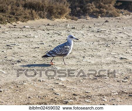 "Lesser Black-backed Gull (Larus fuscus), young bird, Carrapateira, Algarve, west coast, Portugal, Atlantic Ocean, Europe" View Large Photo Image Stock Image - "Lesser Black-backed Gull (Larus fuscus), young bird, Carrapateira, Algarve, west coast, Portugal, Atlantic Ocean, Europe". Fotosearch