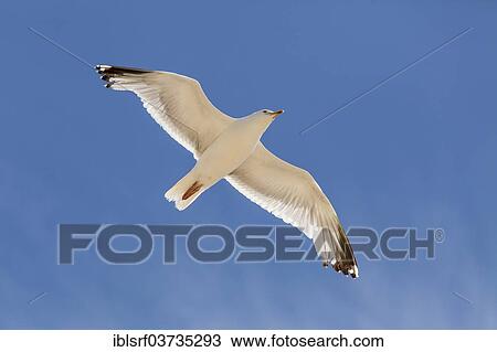 "Lesser Black-backed Gull (Larus fuscus), Cliffs of Moher, County Clare, Ireland, Europe" View Large Photo Image Stock Image - "Lesser Black-backed Gull (Larus fuscus), Cliffs of Moher, County Clare, Ireland, Europe". Fotosearch