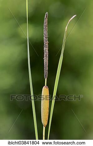 "Lesser Bulrush (Typha angustifolia), spadix, North Rhine-Westphalia, Germany, Europe" View Large Photo Image Picture - "Lesser Bulrush (Typha angustifolia), spadix, North Rhine-Westphalia, Germany, Europe". Fotosearch