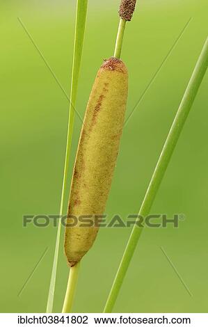 "Lesser Bulrush (Typha angustifolia), spadix, North Rhine-Westphalia, Germany, Europe" View Large Photo Image Stock Image - "Lesser Bulrush (Typha angustifolia), spadix, North Rhine-Westphalia, Germany, Europe". Fotosearch
