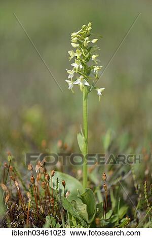 "Lesser Butterfly-orchid (Platanthera bifolia), Fehndorf, Emsland, Lower Saxony, Germany, Europe" View Large Photo Image Stock Image - "Lesser Butterfly-orchid (Platanthera bifolia), Fehndorf, Emsland, Lower Saxony, Germany, Europe". Fotosearch