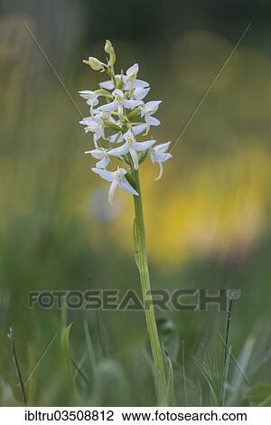 "Lesser Butterfly Orchid (Platanthera bifolia), flowering, High Tauern National Park, Austria, Europe" View Large Photo Image Stock Image - "Lesser Butterfly Orchid (Platanthera bifolia), flowering, High Tauern National Park, Austria, Europe". Fotosearch