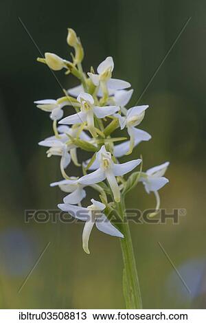 "Lesser Butterfly Orchid (Platanthera bifolia), flowering, High Tauern National Park, Austria, Europe" View Large Photo Image Stock Image - "Lesser Butterfly Orchid (Platanthera bifolia), flowering, High Tauern National Park, Austria, Europe". Fotosearch