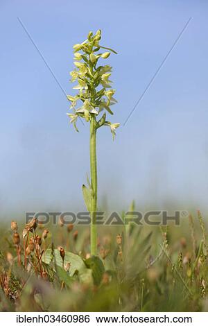 "Lesser Butterfly-orchid (Platanthera bifolia), Fehndorf, Emsland, Lower Saxony, Germany, Europe" View Large Photo Image Stock Photograph - "Lesser Butterfly-orchid (Platanthera bifolia), Fehndorf, Emsland, Lower Saxony, Germany, Europe". Fotosearch