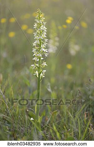 "Lesser Butterfly-orchid (Platanthera bifolia), Fehndorf, Emsland, Lower Saxony, Germany, Europe" View Large Photo Image Stock Photography - "Lesser Butterfly-orchid (Platanthera bifolia), Fehndorf, Emsland, Lower Saxony, Germany, Europe". Fotosearch