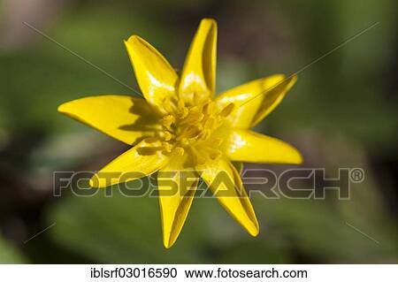 "Lesser Celandine (Ficaria verna), Kassel, Kassel, Hesse, Germany, Europe" View Large Photo Image Stock Image - "Lesser Celandine (Ficaria verna), Kassel, Kassel, Hesse, Germany, Europe". Fotosearch