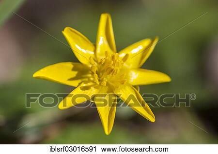 "Lesser Celandine (Ficaria verna), Kassel, Kassel, Hesse, Germany, Europe" View Large Photo Image Stock Image - "Lesser Celandine (Ficaria verna), Kassel, Kassel, Hesse, Germany, Europe". Fotosearch