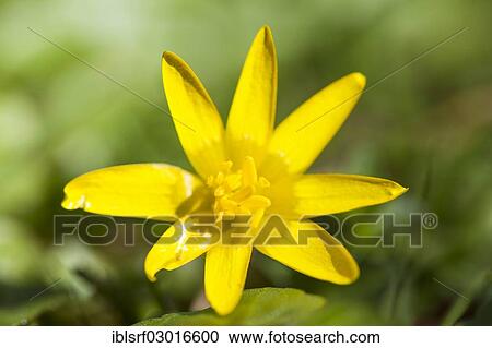 "Lesser Celandine (Ficaria verna), Kassel, Kassel, Hesse, Germany, Europe" View Large Photo Image Stock Image - "Lesser Celandine (Ficaria verna), Kassel, Kassel, Hesse, Germany, Europe". Fotosearch