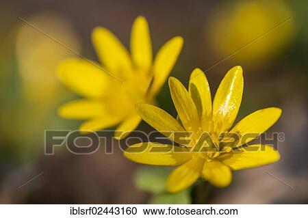 "Lesser Celandine or Fig Buttercup (Ficaria verna), Hesse, Germany, Europe" View Large Photo Image Stock Image - "Lesser Celandine or Fig Buttercup (Ficaria verna), Hesse, Germany, Europe". Fotosearch
