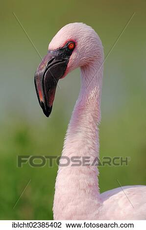 "Lesser Flamingo (Phoenicopterus minor), portrait, native to Africa, in captivity, Germany, Europe" View Large Photo Image Stock Image - "Lesser Flamingo (Phoenicopterus minor), portrait, native to Africa, in captivity, Germany, Europe". Fotosearch