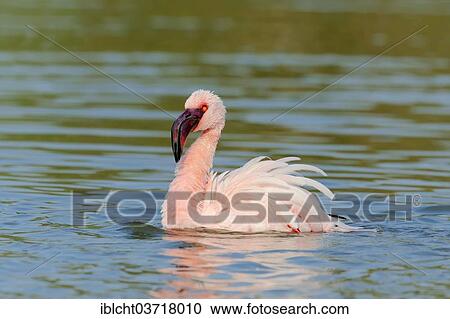 "Lesser Flamingo (Phoenicopterus minor), bathing, native to Africa, captive, The Netherlands, Europe" View Large Photo Image Stock Image - "Lesser Flamingo (Phoenicopterus minor), bathing, native to Africa, captive, The Netherlands, Europe". Fotosearch