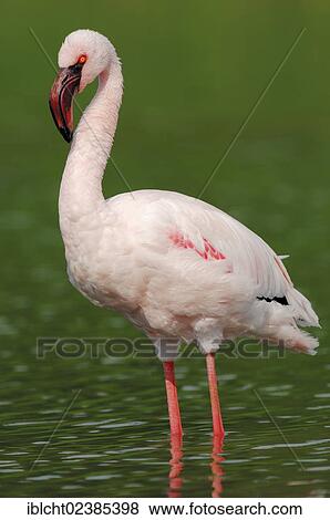 "Lesser Flamingo (Phoenicopterus minor), native to Africa, in captivity, Germany, Europe" View Large Photo Image Stock Photo - "Lesser Flamingo (Phoenicopterus minor), native to Africa, in captivity, Germany, Europe". Fotosearch