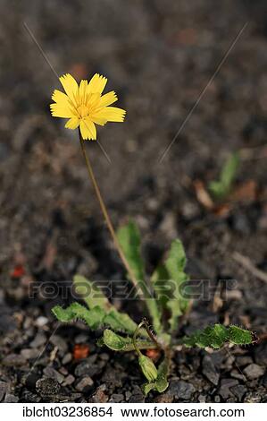 "Lesser Hawkbit (Leontodon saxatilis), North Rhine-Westphalia, Germany, Europe" View Large Photo Image Picture - "Lesser Hawkbit (Leontodon saxatilis), North Rhine-Westphalia, Germany, Europe". Fotosearch