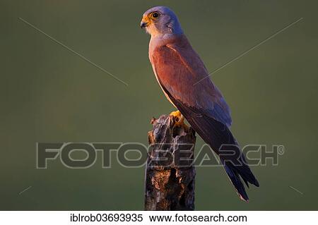 "Lesser Kestrel (Falco naumanni), male, Extremadura, Spain, Europe" View Large Photo Image Stock Photography - "Lesser Kestrel (Falco naumanni), male, Extremadura, Spain, Europe". Fotosearch