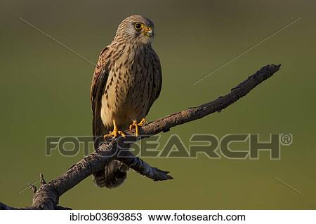"Lesser Kestrel (Falco naumanni), female, Extremadura, Spain, Europe" View Large Photo Image Stock Image - "Lesser Kestrel (Falco naumanni), female, Extremadura, Spain, Europe". Fotosearch