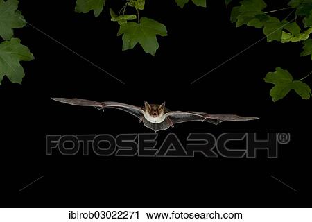 "Lesser Mouse-eared Bat (Myotis blythii) in flight, North Bulgaria, Bulgaria, Europe" View Large Photo Image Stock Image - "Lesser Mouse-eared Bat (Myotis blythii) in flight, North Bulgaria, Bulgaria, Europe". Fotosearch