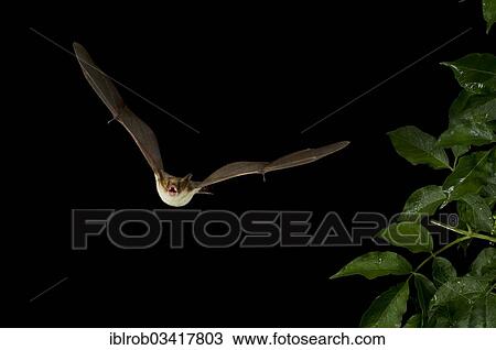 "Lesser Mouse-eared Bat (Myotis blythii) in flight, North Bulgaria, Bulgaria, Europe" View Large Photo Image Stock Image - "Lesser Mouse-eared Bat (Myotis blythii) in flight, North Bulgaria, Bulgaria, Europe". Fotosearch