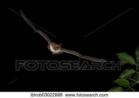 "Lesser Mouse-eared Bat (Myotis blythii) in flight, Thuringia, Germany, Europe" View Large Photo Image Stock Photo - "Lesser Mouse-eared Bat (Myotis blythii) in flight, Thuringia, Germany, Europe". Fotosearch