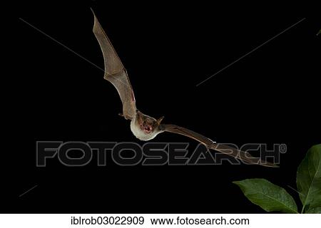"Lesser Mouse-eared Bat (Myotis blythii) in flight, Bulgaria, Europe" View Large Photo Image Stock Photo - "Lesser Mouse-eared Bat (Myotis blythii) in flight, Bulgaria, Europe". Fotosearch