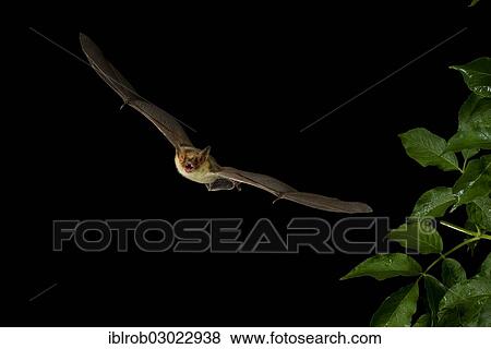 "Lesser Mouse-eared Bat (Myotis blythii) in flight, North Bulgaria, Bulgaria, Europe" View Large Photo Image Stock Photo - "Lesser Mouse-eared Bat (Myotis blythii) in flight, North Bulgaria, Bulgaria, Europe". Fotosearch