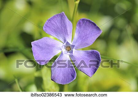 "Lesser Periwinkle or Dwarf Periwinkle (Vinca minor) flower, Mecklenburg-Western Pomerania, Germany, Europe" View Large Photo Image Stock Image - "Lesser Periwinkle or Dwarf Periwinkle (Vinca minor) flower, Mecklenburg-Western Pomerania, Germany, Europe". Fotosearch