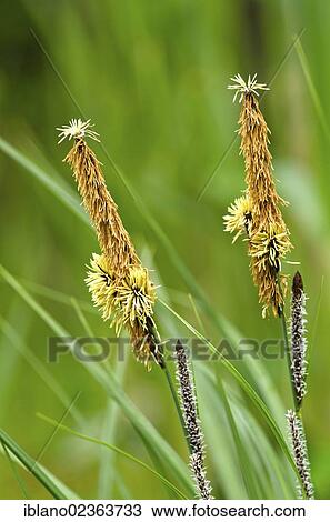 "Lesser pond sedge (Carex acutiformis), Stans, Tyrol, Austria, Europe" View Large Photo Image Stock Image - "Lesser pond sedge (Carex acutiformis), Stans, Tyrol, Austria, Europe". Fotosearch