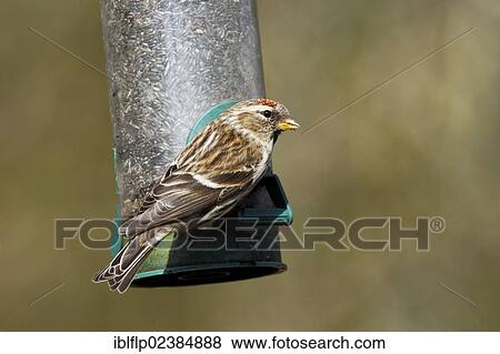Stock Photo - "Lesser Redpoll (Carduelis cabaret), adult female, first winter plumage, feeding on seeds at birdfeeder, Warwickshire, England, United Kingdom, Europe". Fotosearch