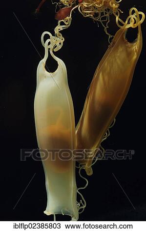 "Lesser Spotted Dogfish (Scyliorhinus canicula), 'Mermaid's Purses' eggcases, with developing early embryo and yolk sac visable inside" View Large Photo Image Stock Image - "Lesser Spotted Dogfish (Scyliorhinus canicula), 'Mermaid's Purses' eggcases, with developing early embryo and yolk sac visable inside". Fotosearch