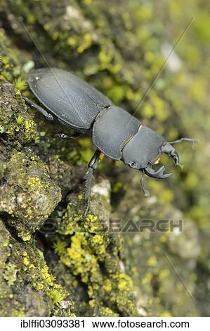Stock Image - "Lesser Stag Beetle (Dorcus parallelipipedus), male, Valle Verzasca, Kanton Tessin, Switzerland, Europe". Fotosearch