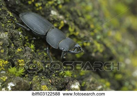 "Lesser Stag Beetle (Dorcus parallelipipedus), male, Valle Verzasca, Kanton Tessin, Switzerland, Europe" View Large Photo Image Stock Photo - "Lesser Stag Beetle (Dorcus parallelipipedus), male, Valle Verzasca, Kanton Tessin, Switzerland, Europe". Fotosearch