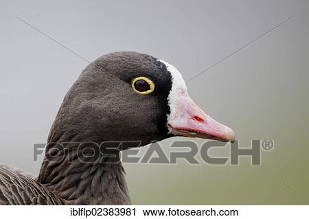 "Lesser White-fronted Goose (Anser erythropus) adult, close-up of head, captive" View Large Photo Image Stock Image - "Lesser White-fronted Goose (Anser erythropus) adult, close-up of head, captive". Fotosearch