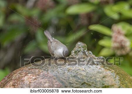 "Lesser Whitethroat (Sylvia curruca), Fuldabruck, Fuldabruck, Hesse, Germany, Europe" View Large Photo Image Stock Photo - "Lesser Whitethroat (Sylvia curruca), Fuldabruck, Fuldabruck, Hesse, Germany, Europe". Fotosearch