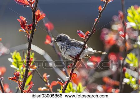 "Lesser Whitethroat (Sylvia curruca), Fuldabruck, Fuldabruck, Hesse, Germany, Europe" View Large Photo Image Stock Photograph - "Lesser Whitethroat (Sylvia curruca), Fuldabruck, Fuldabruck, Hesse, Germany, Europe". Fotosearch